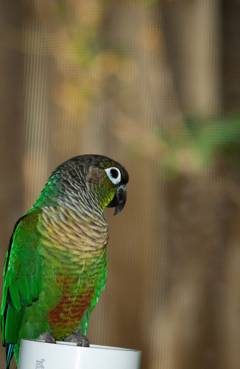 Green Cheek Conure попугай