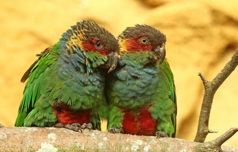 Pyrrhura cruentata