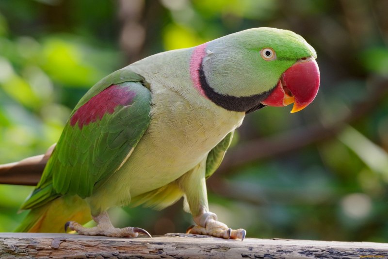 Индийский ожереловый попугай (40 фото)