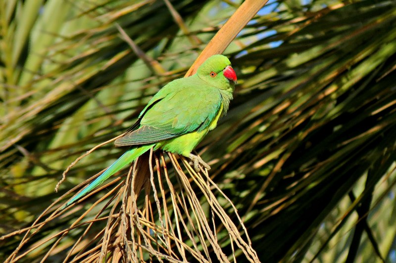 Psittacula krameri