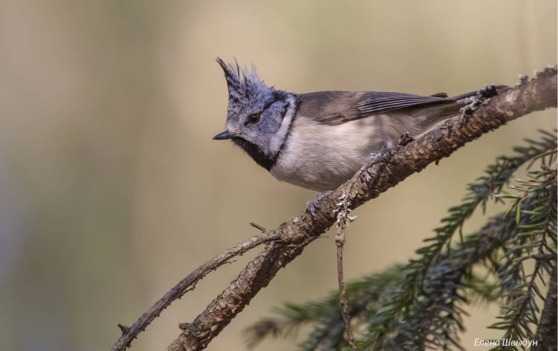 Синица хохлатая гренадёрка Parus cristatus