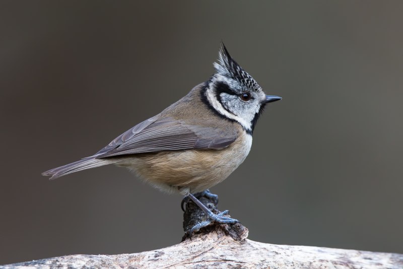 Хохлатая синица (Lophophanes cristatus),