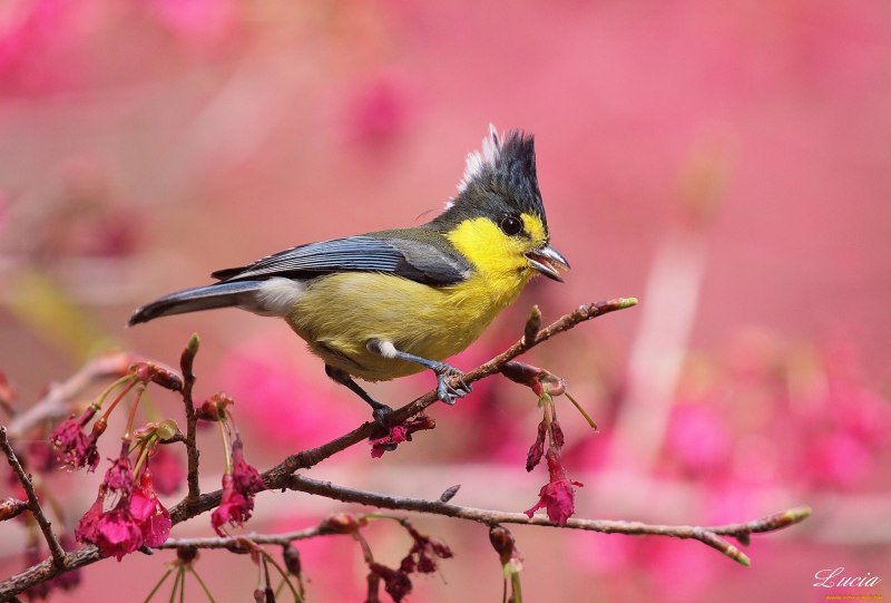 Синица хохлатая гренадёрка Parus cristatus