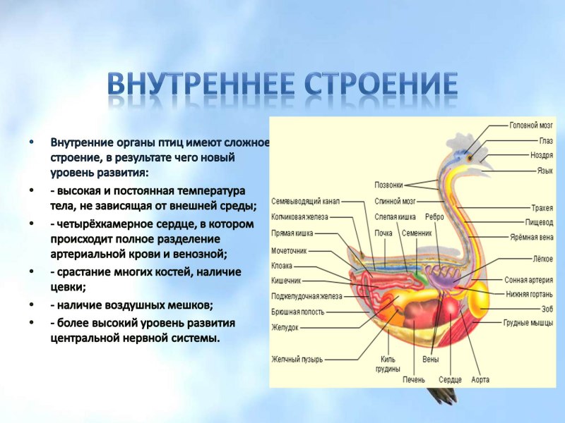 Строение внутренних органов птицы