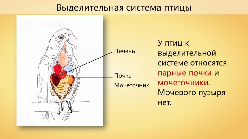 Органы выделения птиц