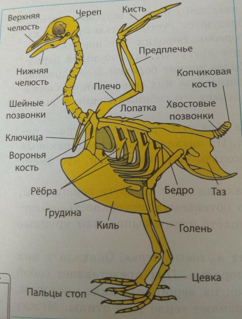Птицы опорно-двигательная система скелет