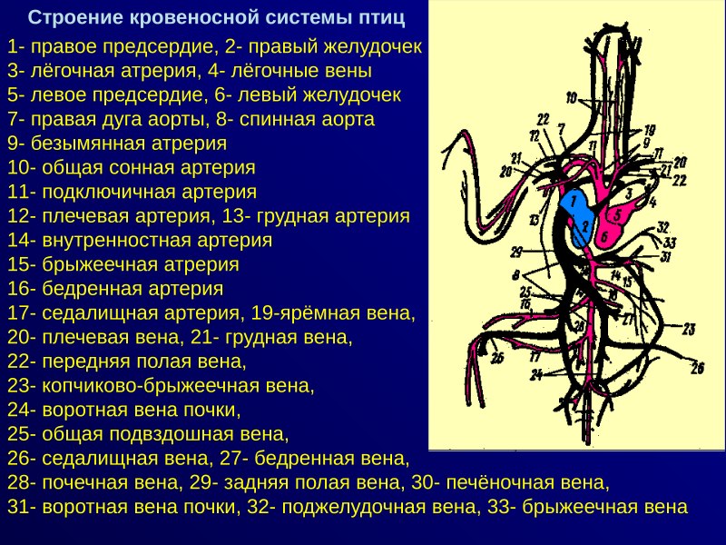 Строение кровеносной системы птиц