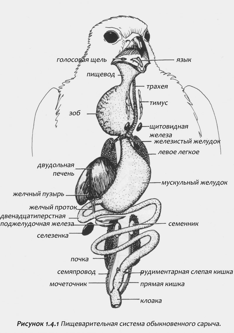 Пищеварительная система птиц анатомия
