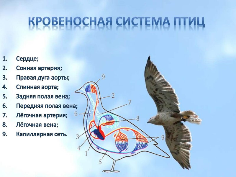 Внутреннее строение птиц