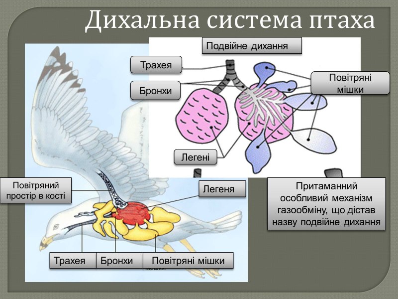 Особенности внутреннего строения птиц
