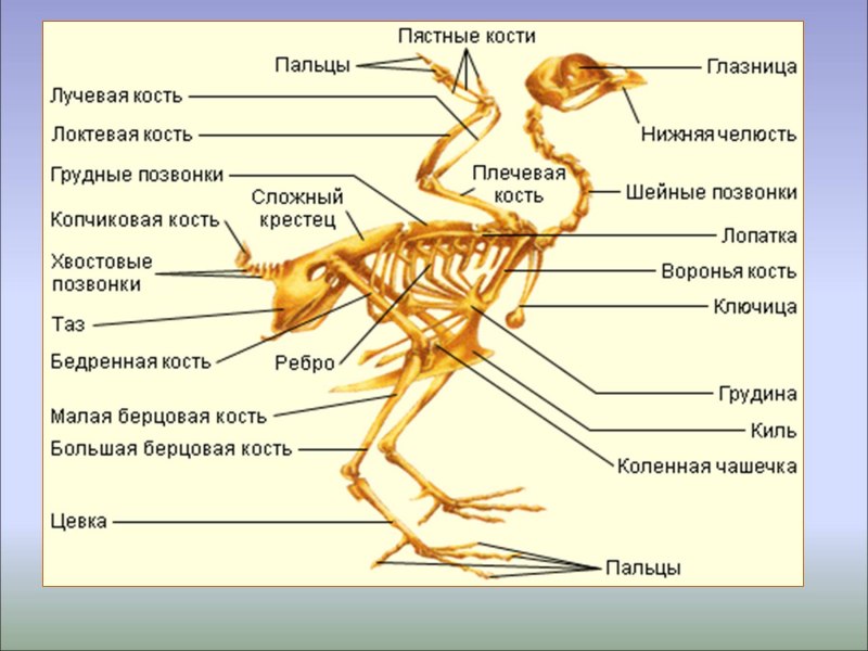 Дыхательная система голубя