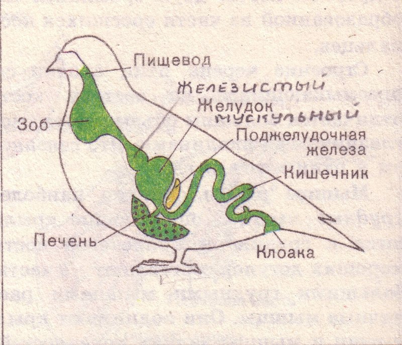Пищеварительная система птиц схема
