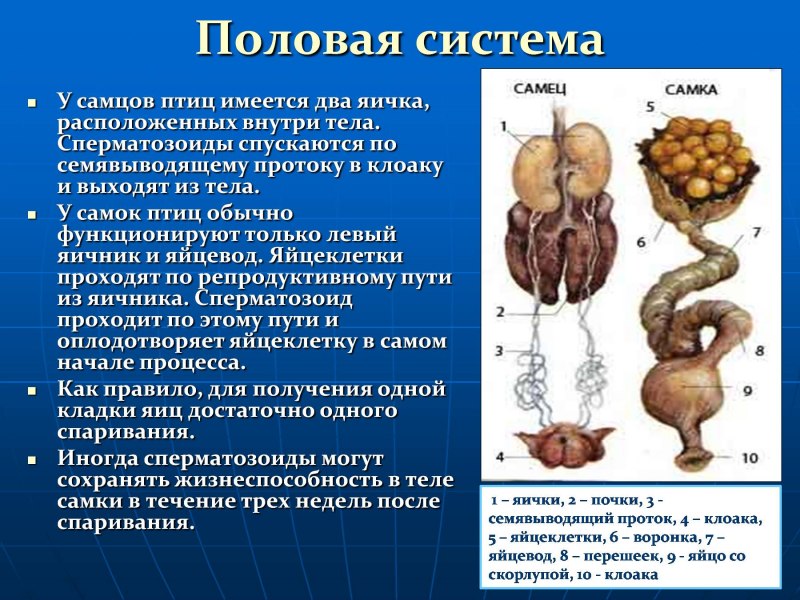 Половая система самок