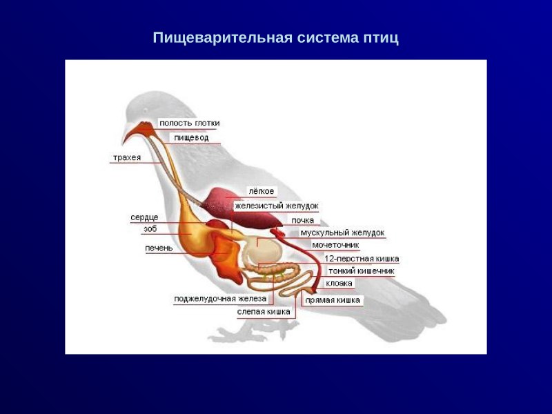 Пищеварительная система гуся