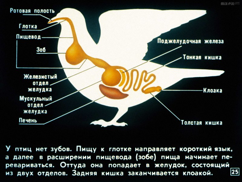 Кровеносная система птиц