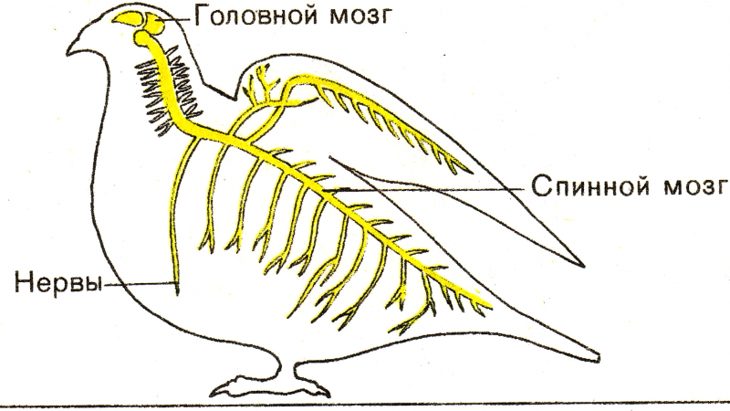 Нервная система птиц головной мозг