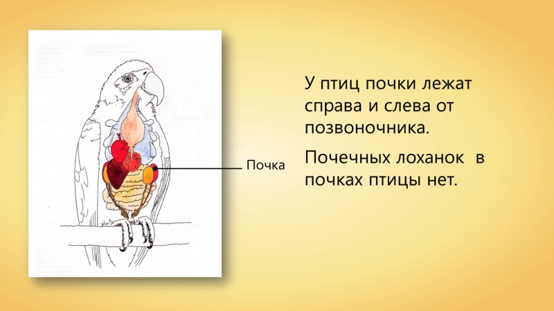 Двойное дыхание у птиц