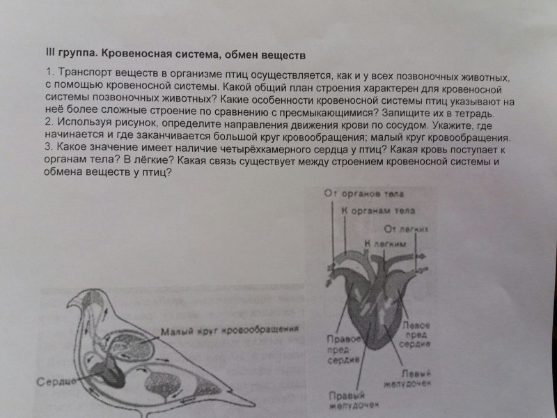 Кровеносная система птиц таблица
