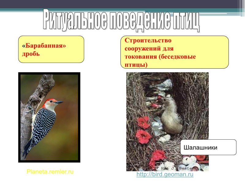 Килегрудые птицы представители