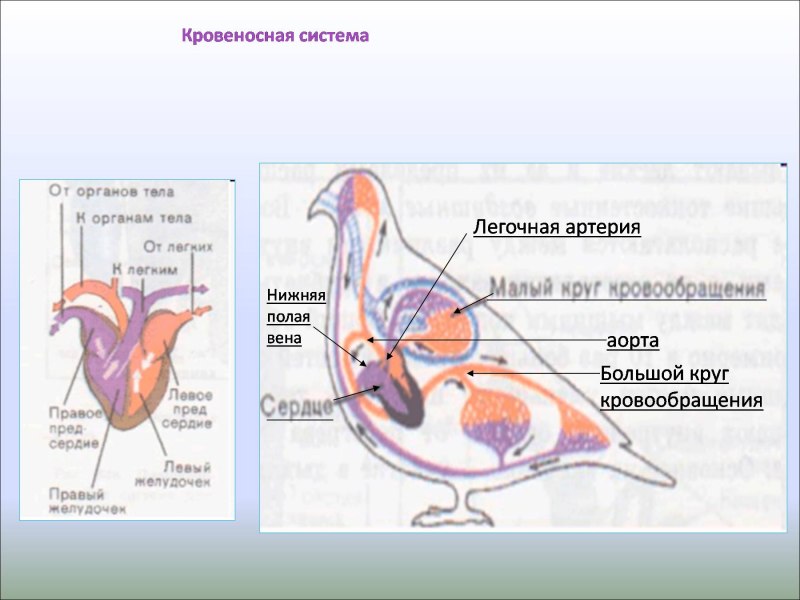 Белоголовый ястреб падальщик