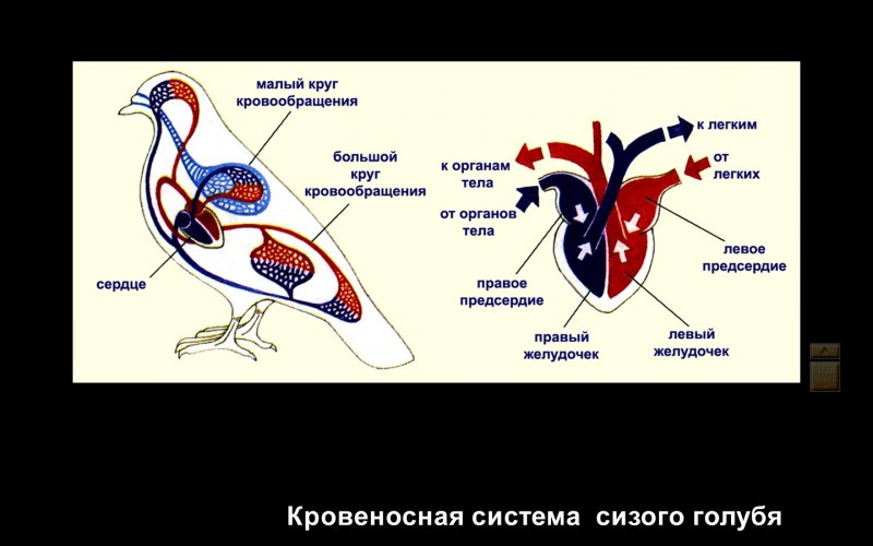 Схема строения кровеносной системы птиц