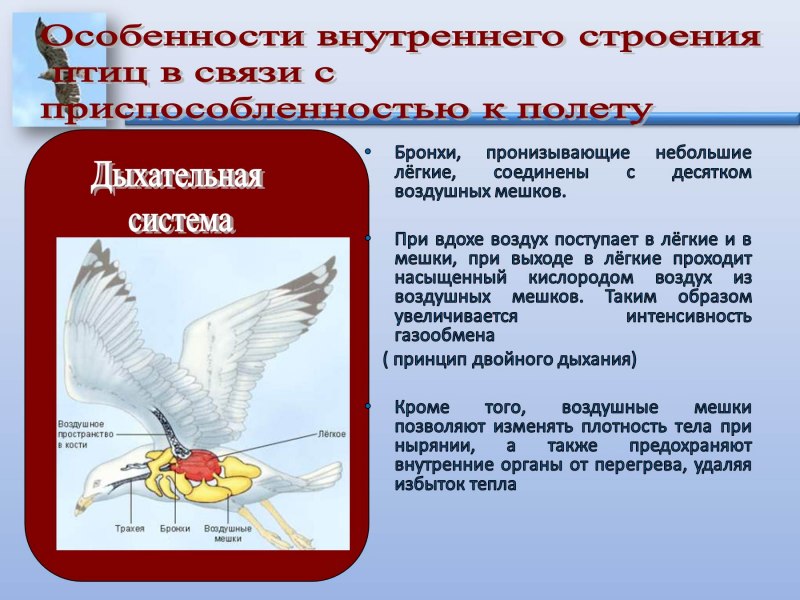 Пищеварительная система курицы анатомия