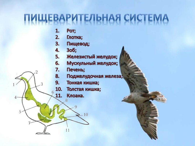 Внутреннее строение птиц презентация
