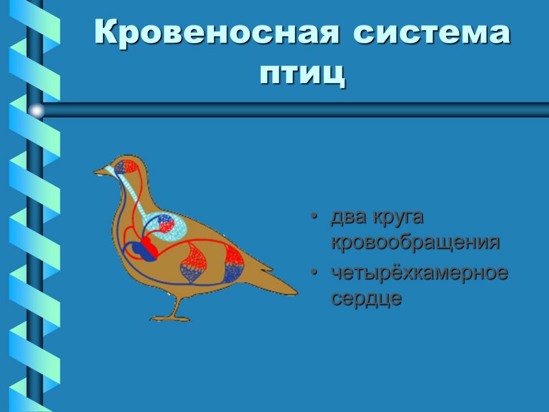 Транспорт веществ в организме животных
