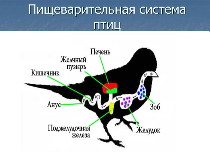 Пищеварительная система птиц таблица