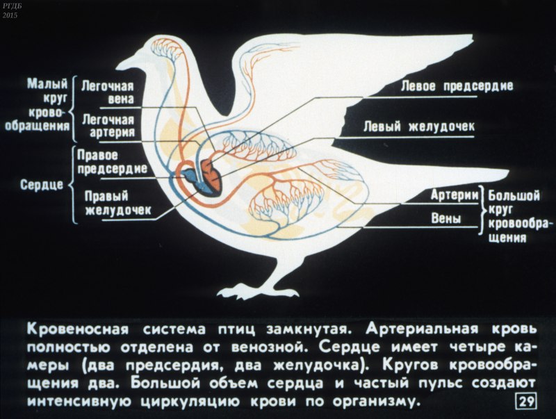 Внешнее строение птиц