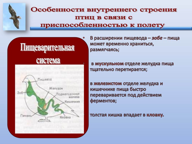 Скелет птицы ворона