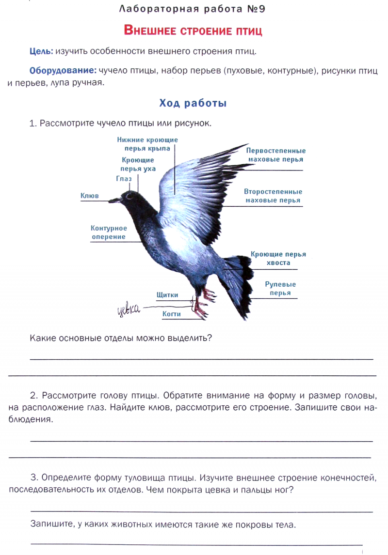Выделительная птиц