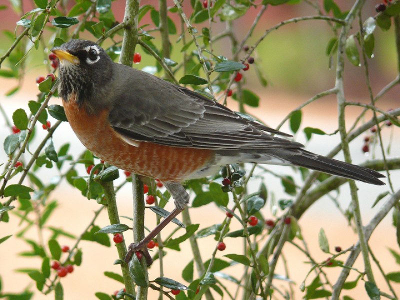 American Robin птица