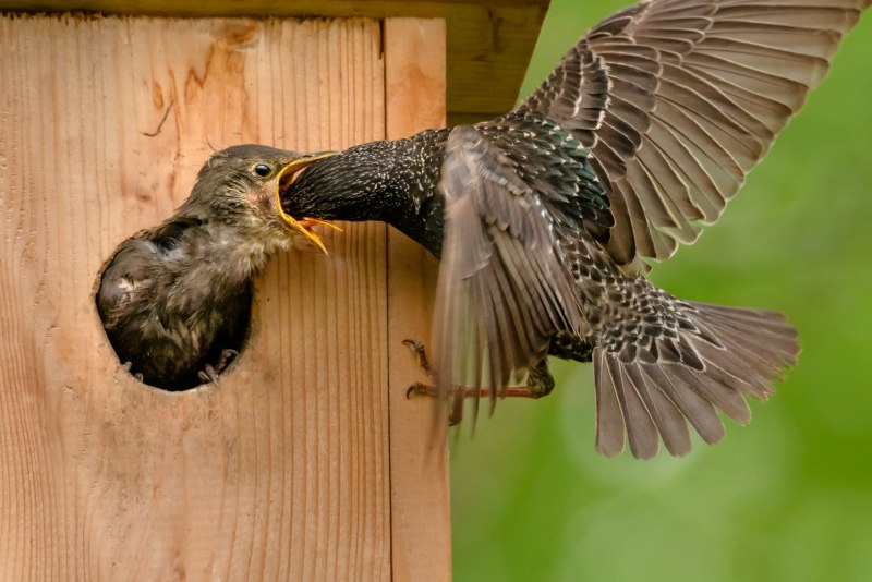 Starling Babies photos