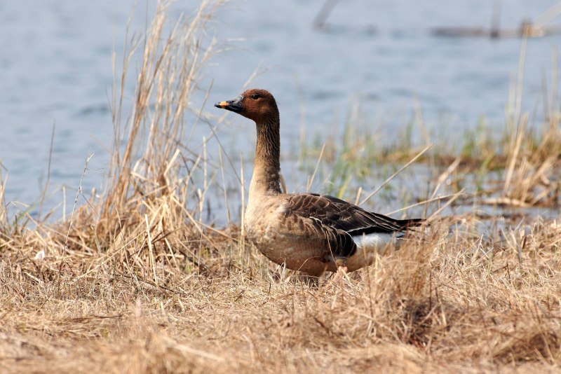 The Pink-Footed Goose (Anser brachyrhynchus)