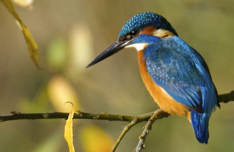 Dwarf Kingfisher