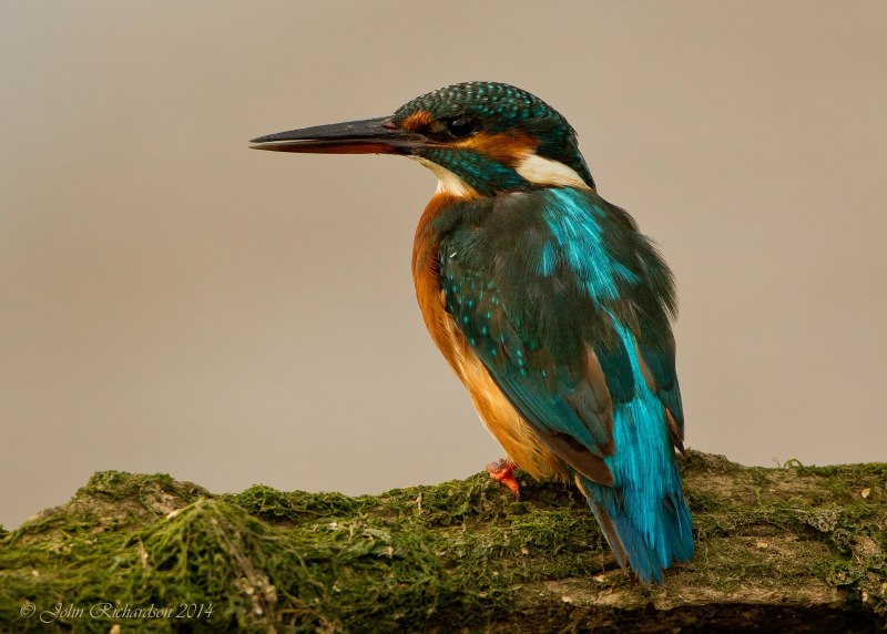 The Philippine Dwarf Kingfisher
