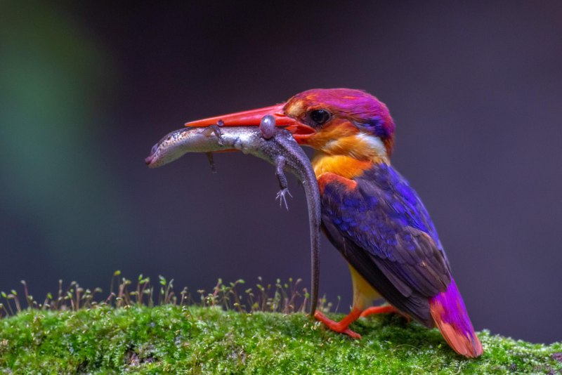 Oriental Dwarf Kingfisher