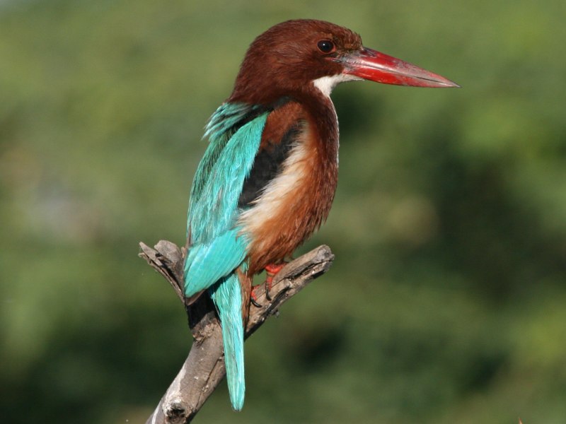 Ceyx erithaca