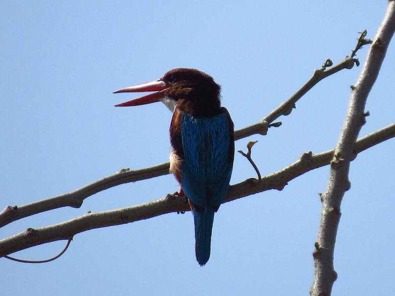 Kingfisher Blue цвет