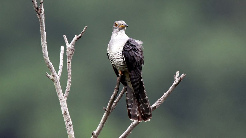 Птица Cuculus canorus