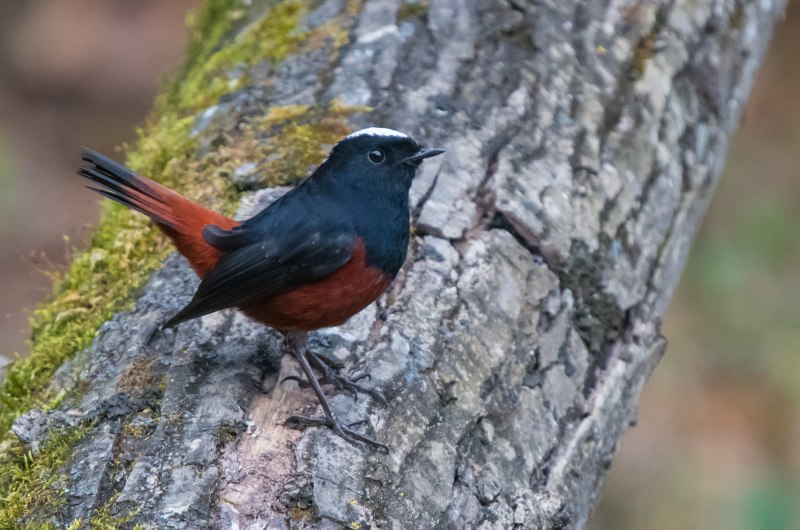 Обыкновенная горихвостка (Phoenicurus Phoenicurus)