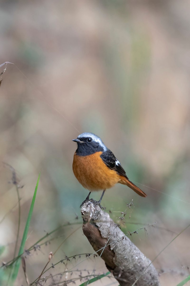 Обыкновенная горихвостка (Phoenicurus Phoenicurus)