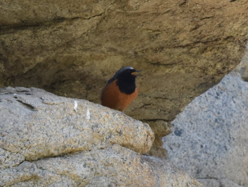 Guldenstadt's Redstart