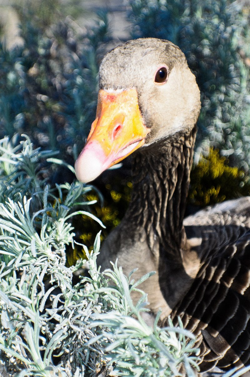 Greylag Goose