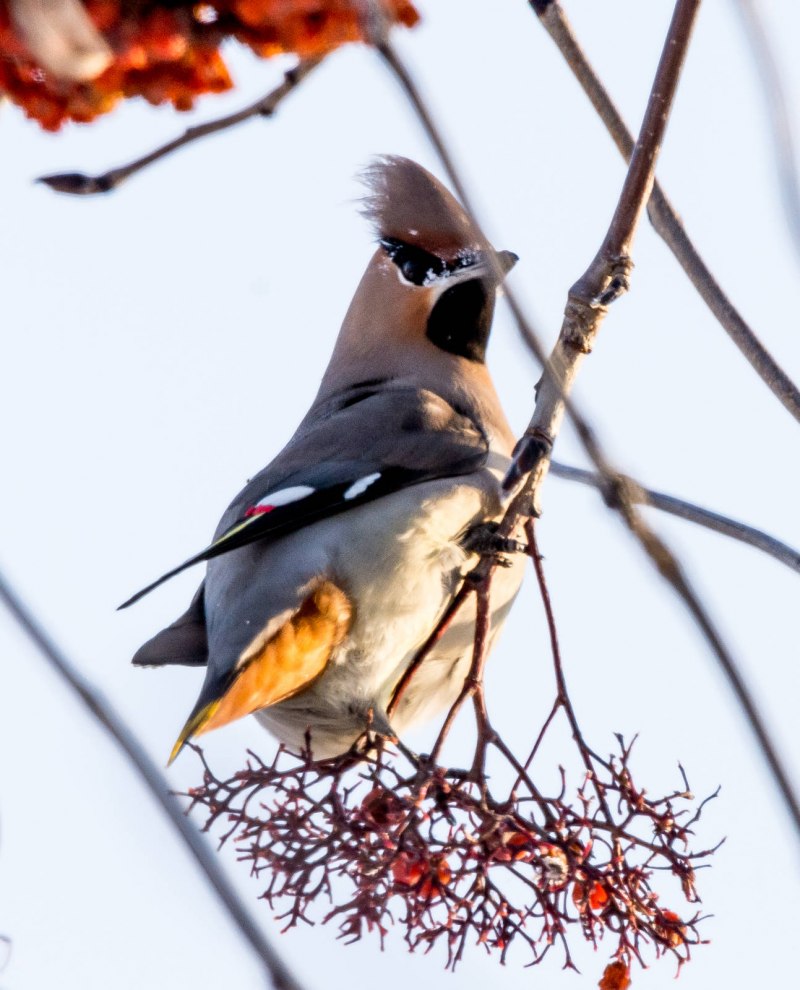 Свиристель (Bombycilla garrulus)