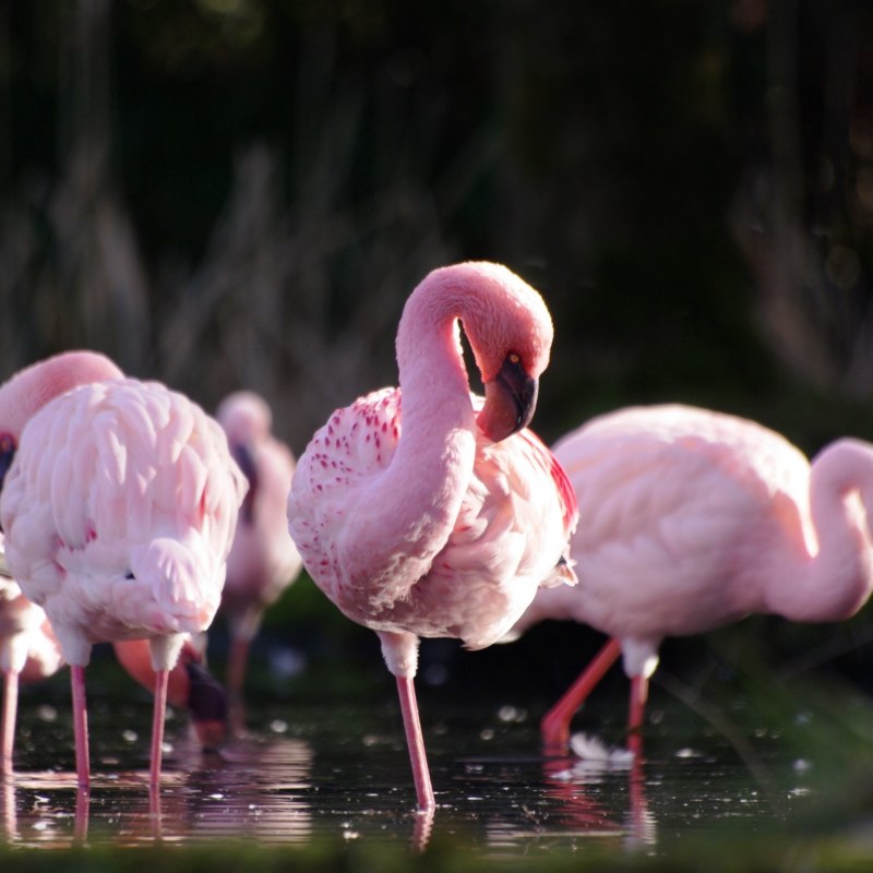 Фламинго розовый для обоев (47 фото)