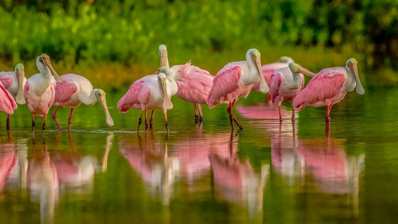 Do Flamingo 4k Wallpaper