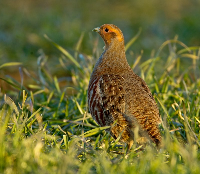 Серая куропатка (Perdix Perdix)