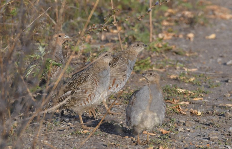 Серая куропатка (Perdix Perdix)